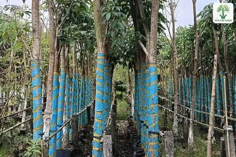 Những cây lớn thân bọc bạt xanh đứng giữa vườn cây.