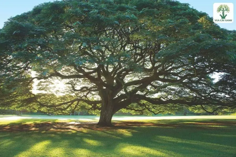 Cây Me Tây cổ thụ tán xòe rộng che bóng bãi cỏ.