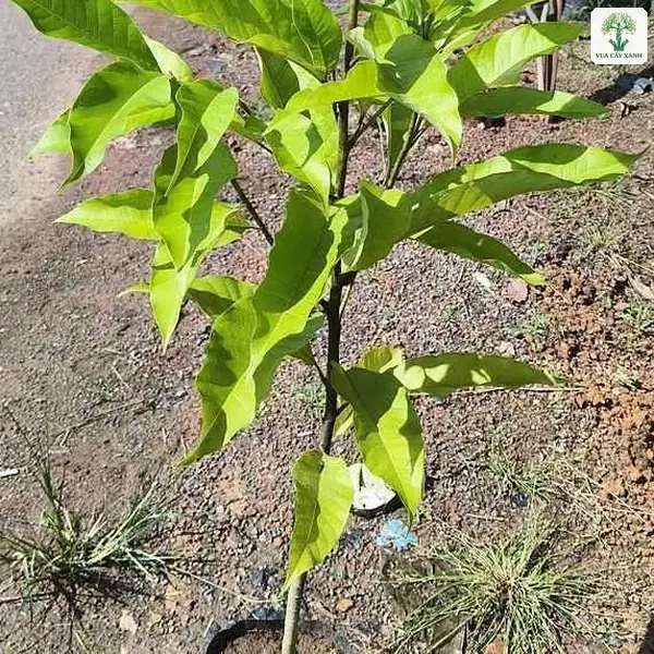 Một cây non lá xanh đứng riêng trong bầu bên đường.