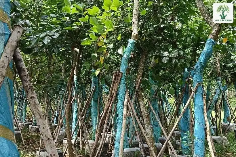Những cây thân bọc vải xanh có cọc chống giữ thẳng.