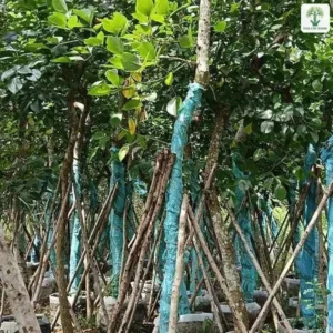 Những cây thân bọc vải xanh có cọc chống giữ thẳng.