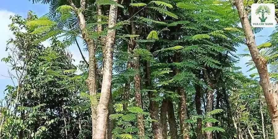 Những thân cây thẳng cao với tán lá kép xanh mát.