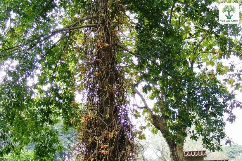 Thân cây Sala cao, hoa và quả tròn kín quanh thân.