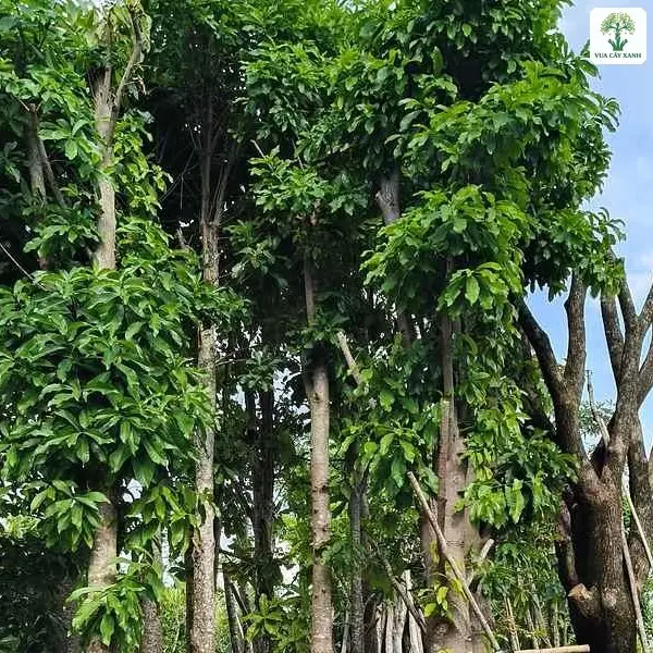 Những cây Sala cao có thân thẳng dưới trời xanh.
