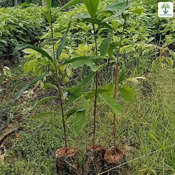 Cây Sang giống, ba cây Sang con trong bầu đặt ngoài trời.
