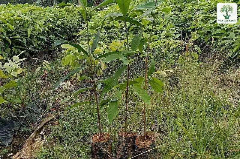 Ba cây Sang con trong bầu đặt ngoài trời.