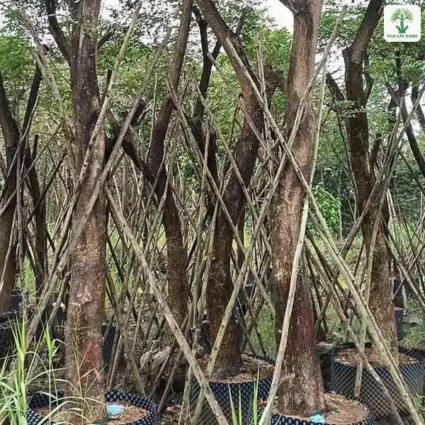 Các cây thân lớn trong bầu lưới có cọc tre chống quanh.