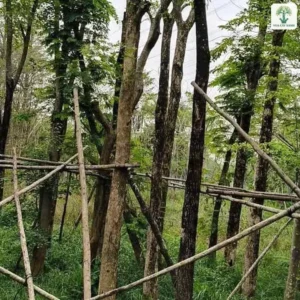 Những cây thân lớn mọc trong vườn có cọc tre chống.