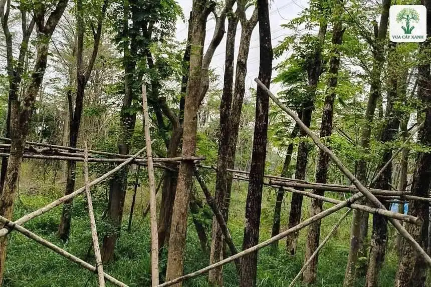 Những cây thân lớn mọc trong vườn có cọc tre chống.
