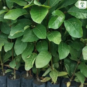 Những cây giống lá xanh đậm xếp sát hàng trong bầu.