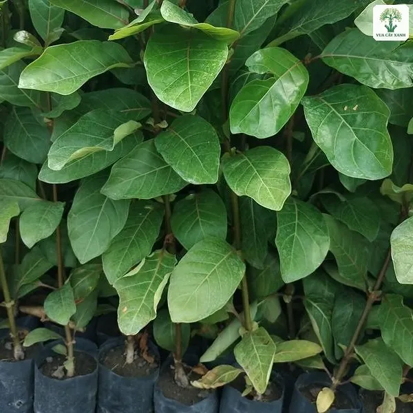 Những cây giống lá xanh đậm xếp sát hàng trong bầu.