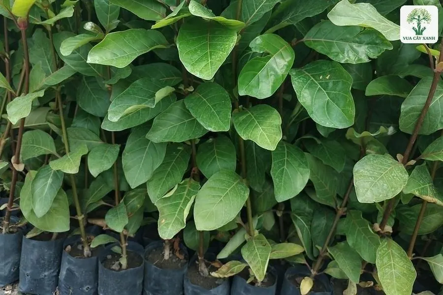 Những cây giống lá xanh đậm xếp sát hàng trong bầu.