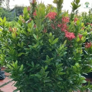 Chậu cây có tán lá dày và hoa đỏ nở rải rác.