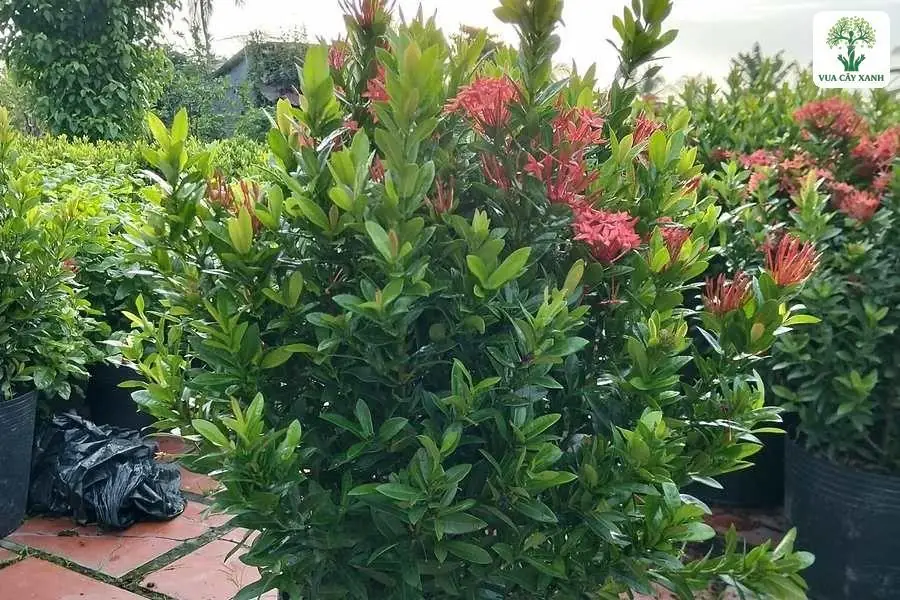 Chậu cây có tán lá dày và hoa đỏ nở rải rác.
