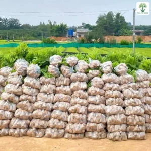 Cây giống đóng bầu được xếp gọn thành từng chồng lớn.