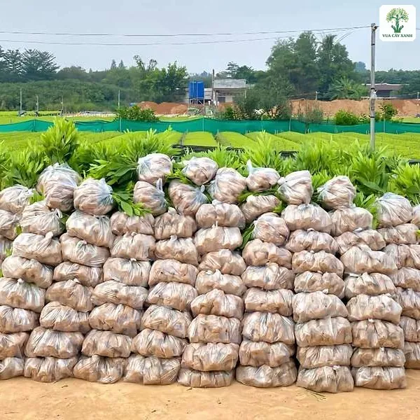 Cây giống đóng bầu được xếp gọn thành từng chồng lớn.