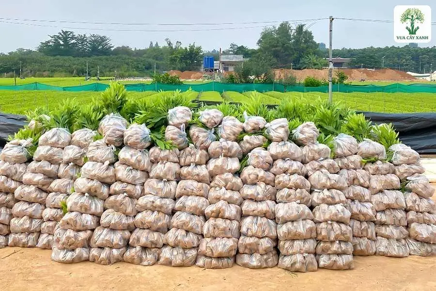 Cây giống đóng bầu được xếp gọn thành từng chồng lớn.