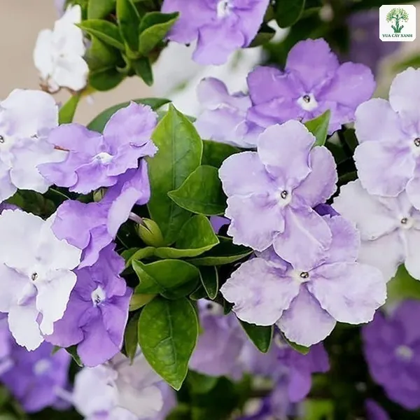 Chùm hoa Lài Nhật nhạt dần từ tím sang trắng.