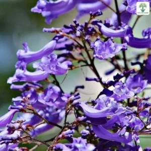 Chùm hoa Phượng Tím nở trên cành mảnh.