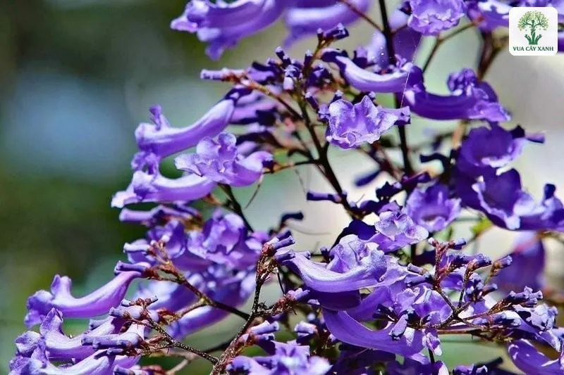 Chùm hoa Phượng Tím nở trên cành mảnh.