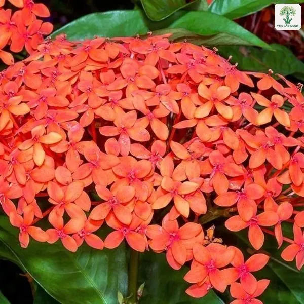 Chùm hoa Trang Đỏ nở dày đặc trên đầu cành.