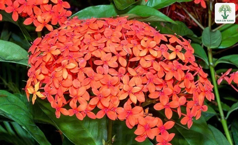 Chùm hoa Trang Đỏ nở dày đặc trên đầu cành.