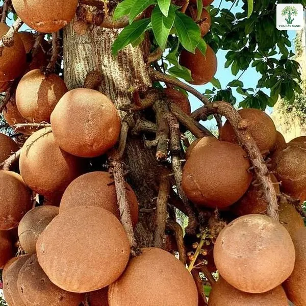 Quả Sala tròn màu nâu mọc thành chùm sát thân cây.
