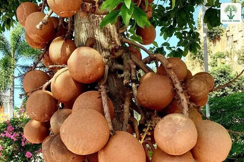 Quả Sala tròn màu nâu mọc thành chùm sát thân cây.