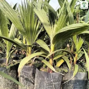 Cây Cọ Chỉ giống, lá quạt xanh của cây cọ con mọc trong bầu đen.