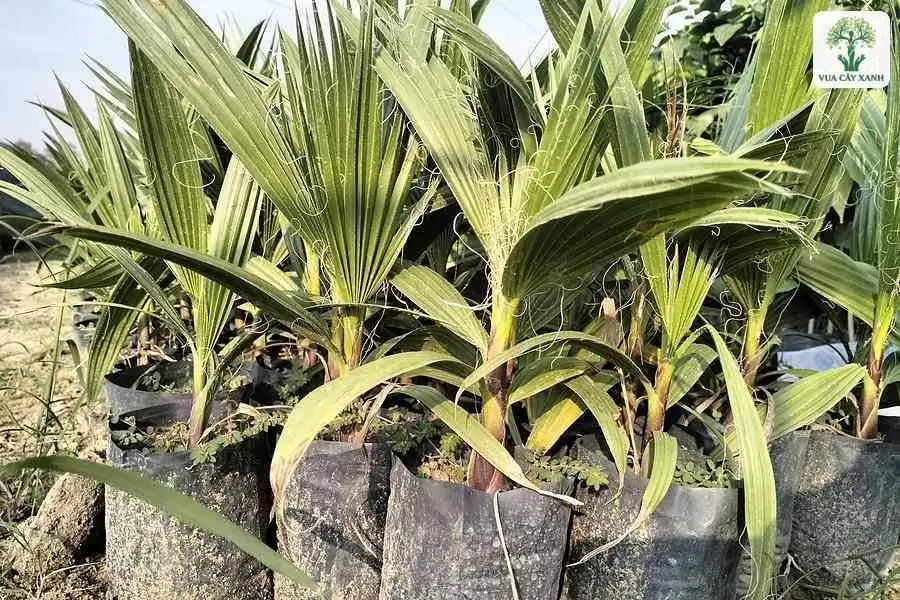 Cọ quạt con lá xòe rộng trong bầu đen xếp sát nhau.