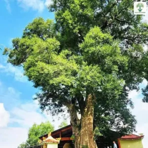 Cây Kơ Nia giống, cây Kơ Nia cổ thụ tỏa tán xanh bên ngôi đền nhỏ.