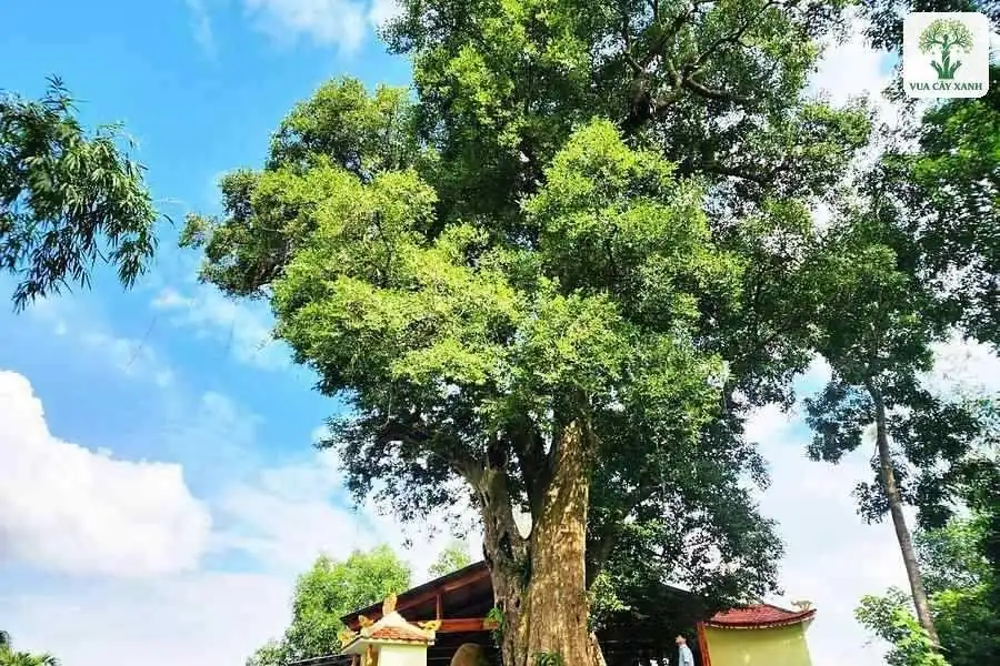 Cây Kơ Nia cổ thụ tỏa tán xanh bên ngôi đền nhỏ.
