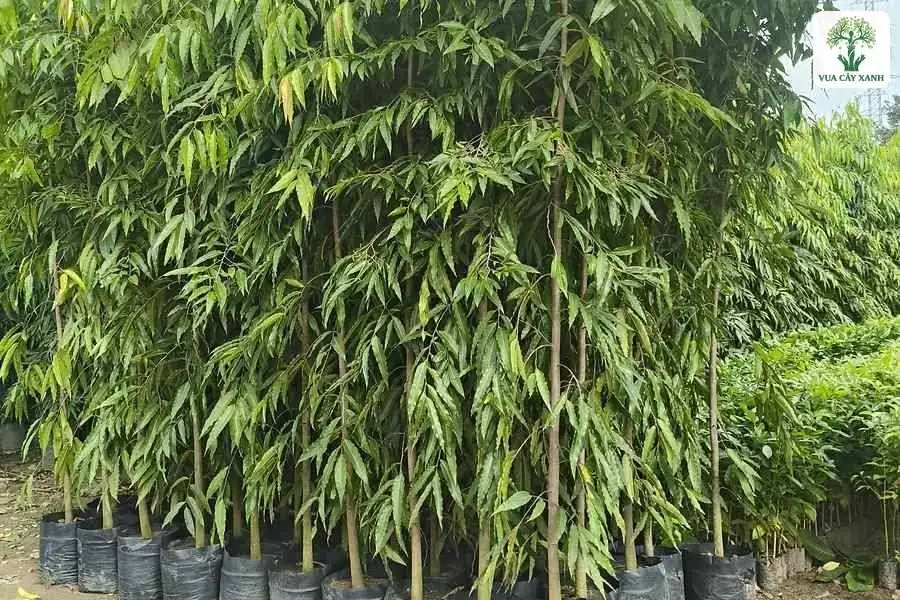 Cụm cây cao trong bầu đen xếp sát nhau bên lối đất.