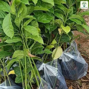 Cây Gù Hương giống, cụm cây con lá xanh bóng trong bầu nylon trong suốt.