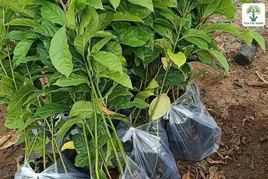 Cụm cây con lá xanh bóng trong bầu nylon trong suốt.