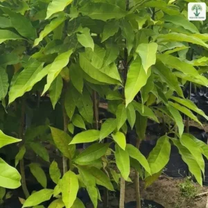 Cụm cây con lá xanh bóng trồng trong bầu đen.