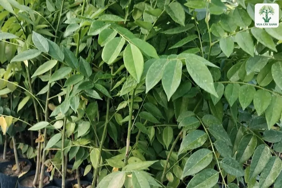 Cụm cây giống lá kép mọc sát nhau trong bầu đen.