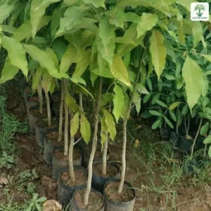 Cây Hoàng Lan giống, cụm cây giống lá xanh mọc cao trong bầu đen.