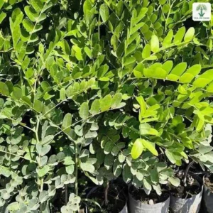 Cụm cây giống lá kép xanh tươi trồng trong bầu trắng.