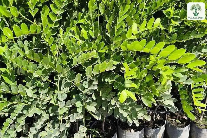 Cụm cây giống lá kép xanh tươi trồng trong bầu trắng.