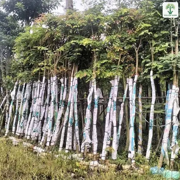 Cụm cây lớn bọc thân được dựng sát nhau ngoài vườn.