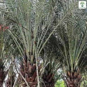 Những cây Chà Là thân to xòe tán lá xanh bạc.