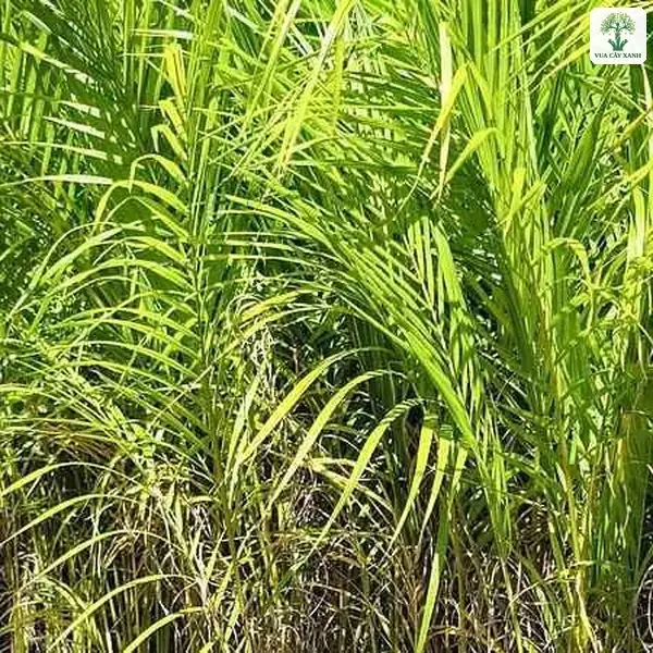 Cụm lá cau giống xanh tươi xếp dày trên luống.