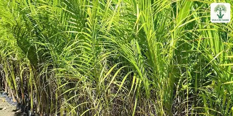 Cụm lá cau giống xanh tươi xếp dày trên luống.
