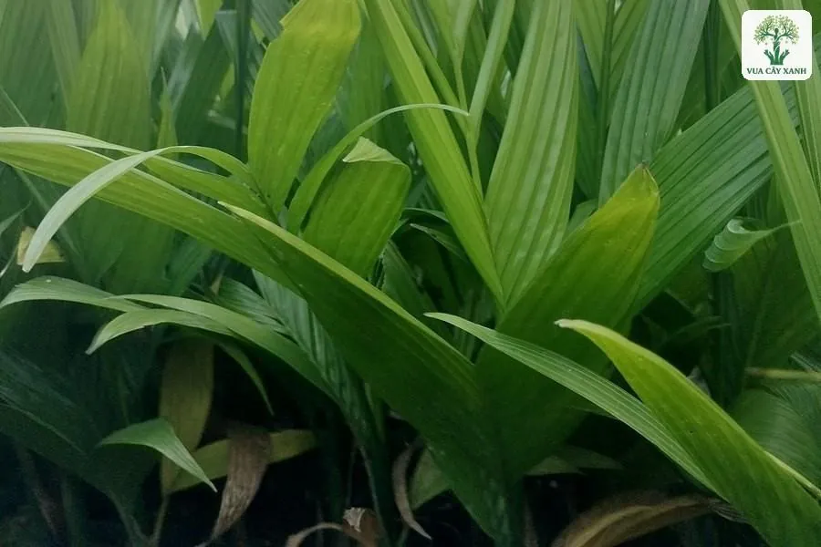 Cụm lá cau non xanh mướt với gân lá song song.