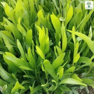 Cụm lá cây con xanh tươi mọc dày trên luống ươm.