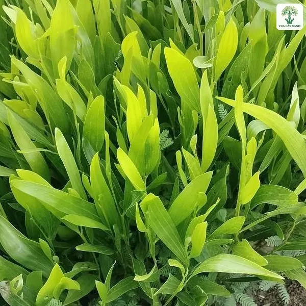 Cụm lá cây con xanh tươi mọc dày trên luống ươm.