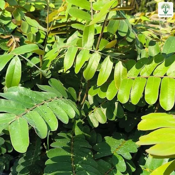 Cụm lá kép xanh sáng mọc phía trên hàng bầu cây.