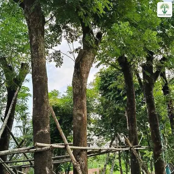 Cây Me Tây công trình, những thân cây lớn nâu sẫm đỡ tán lá xanh trong vườn.