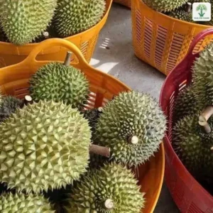 Những trái Sầu Riêng gai xanh đựng trong rổ nhựa.